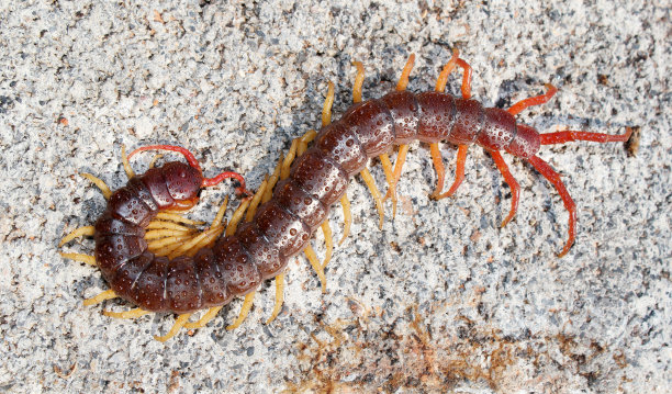 millipede