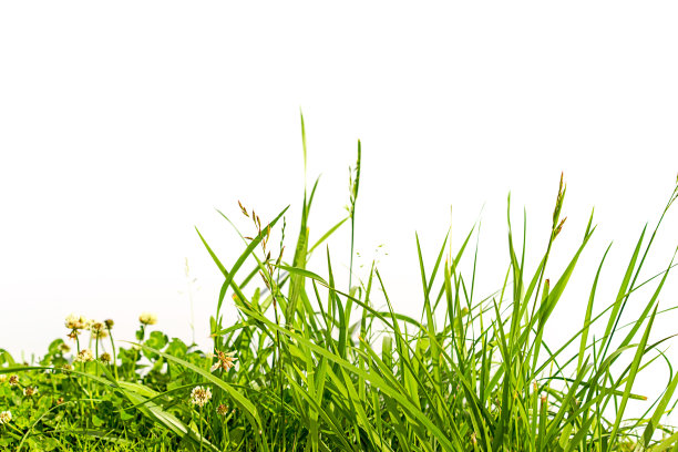 grass