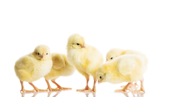 chick