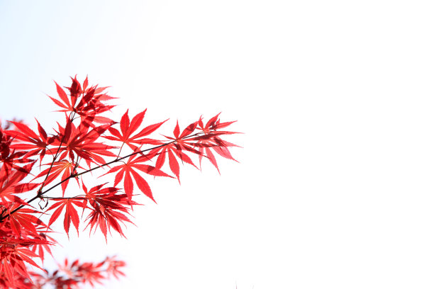 红花槭