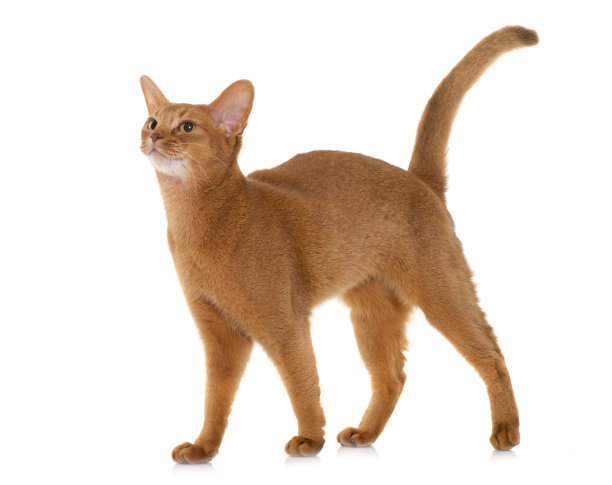 abyssinian猫