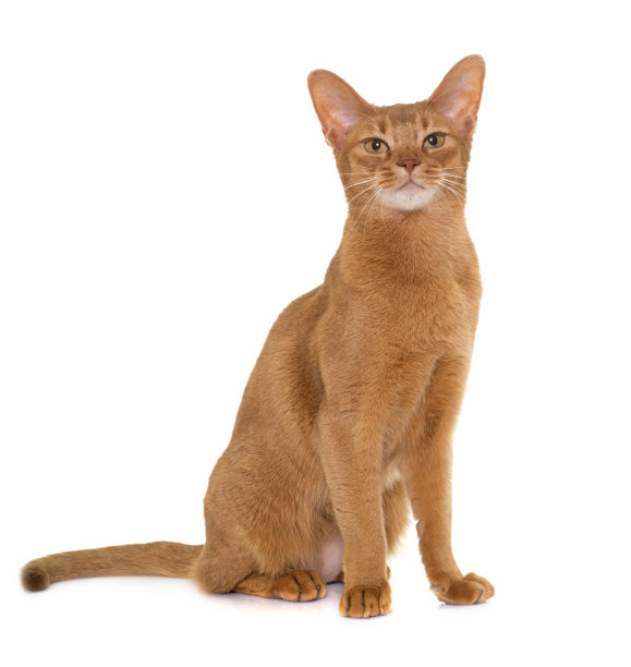 abyssinian猫