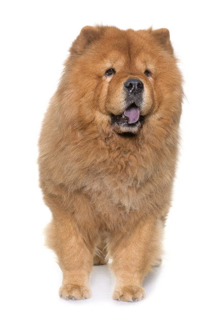 chow