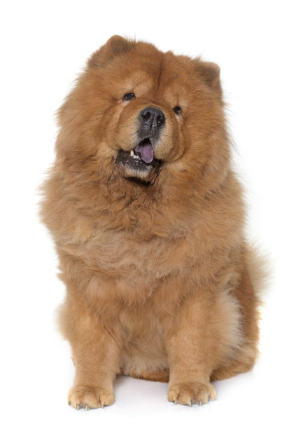 chow