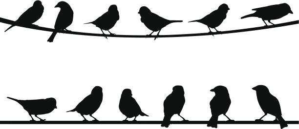 sparrow