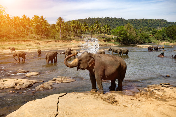 elephant