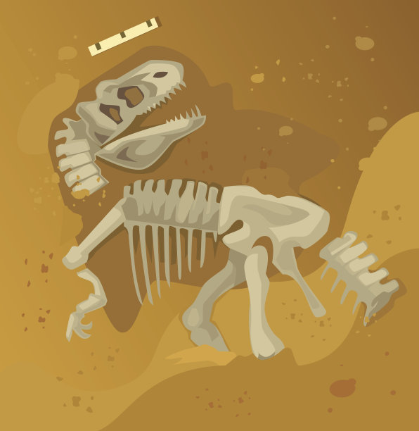 化石头骨