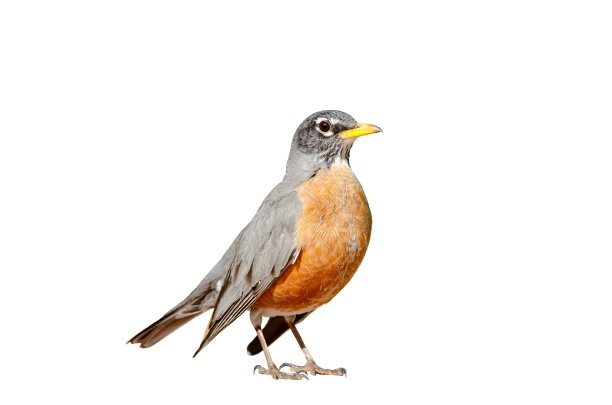 birds