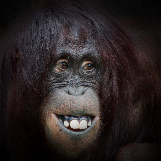 pongo