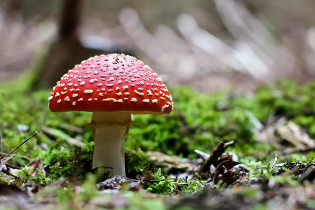 toadstool