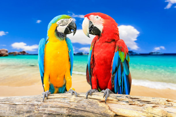 parrots