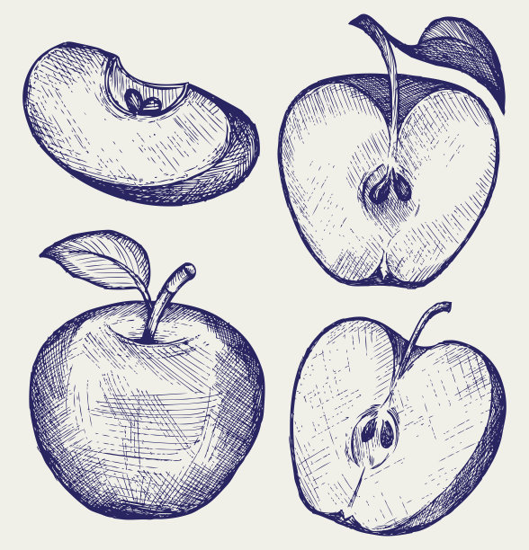 线描苹果
