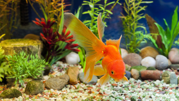 aquarium