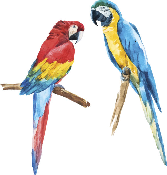 macaws