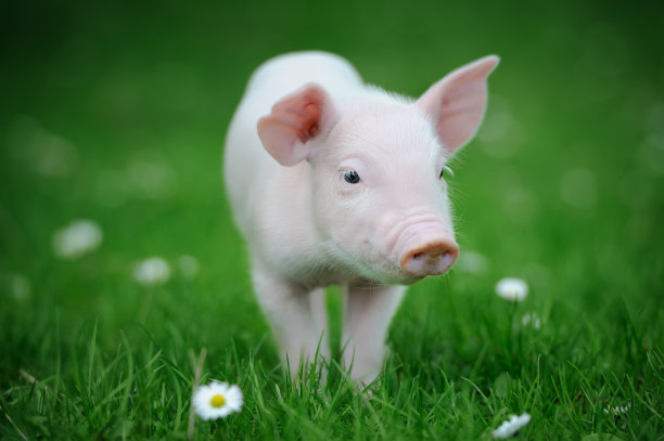 pig