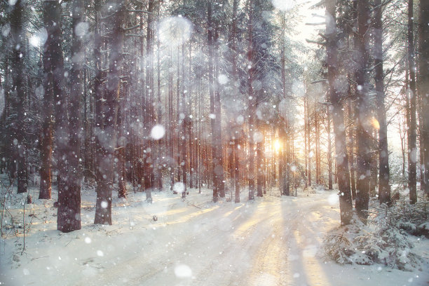 雪中松树