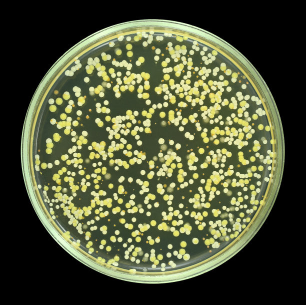 bacteria