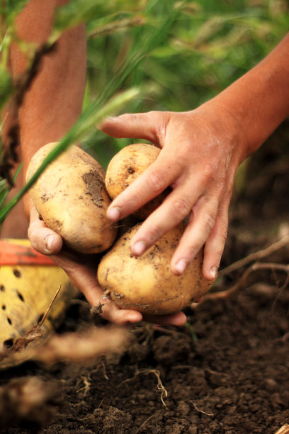 potatoes