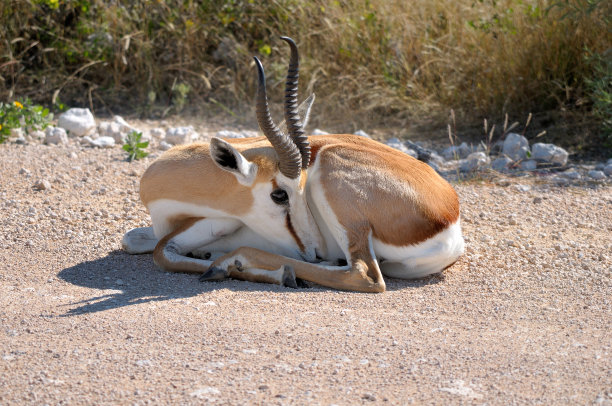 antelope