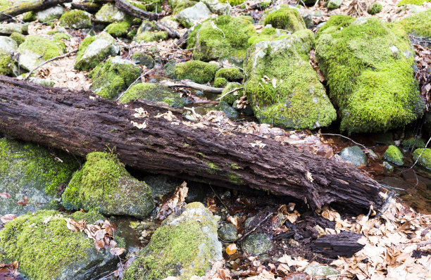 石头上干枯的苔藓