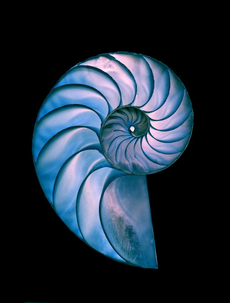 shells