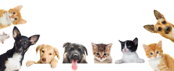 pet