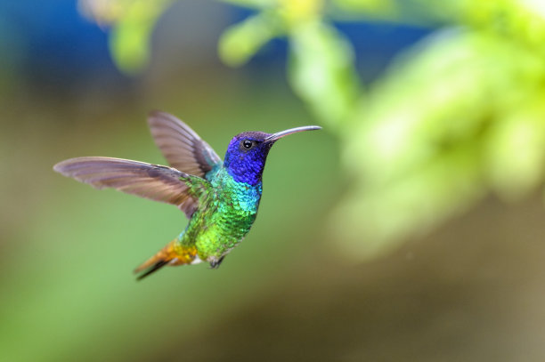 bird