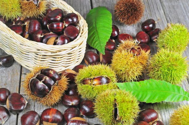 chestnut