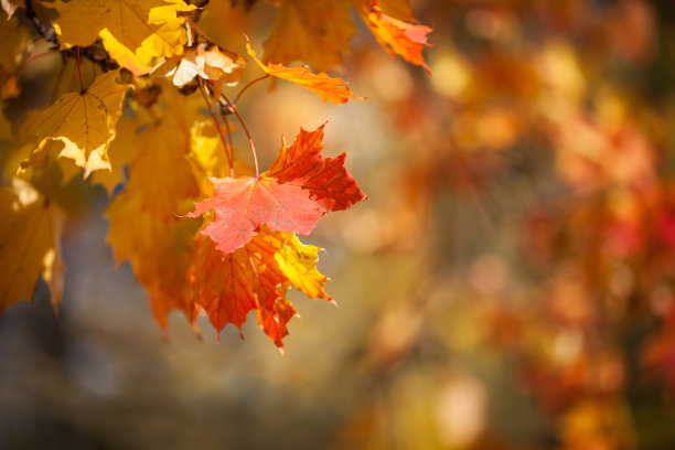 maple