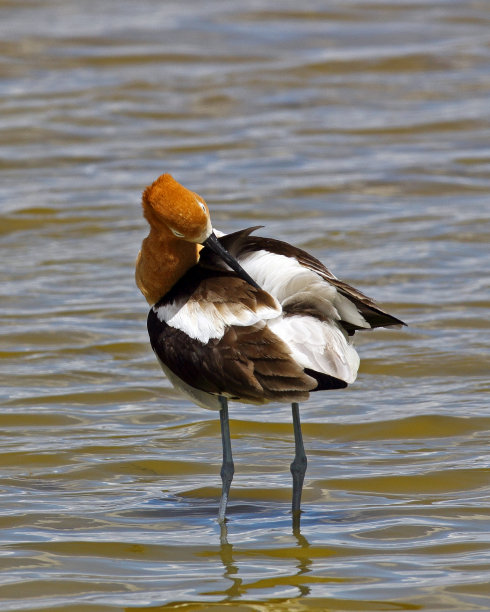 avocet