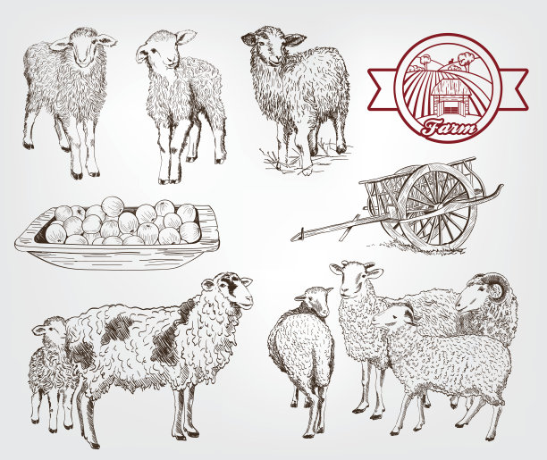 羊肉插画