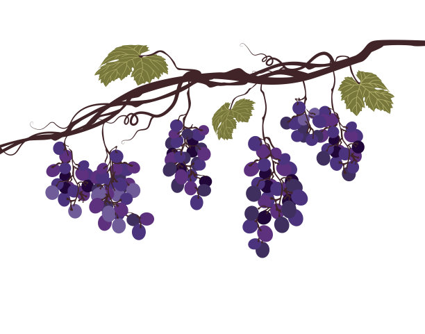 vineyard