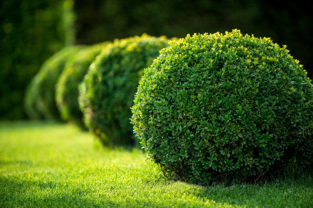 bush
