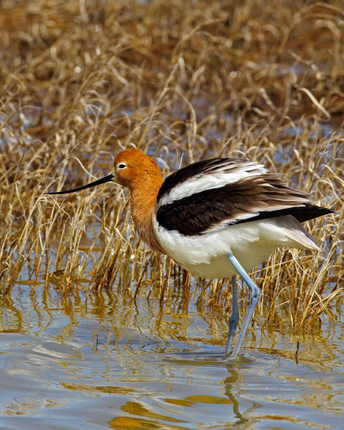 avocet
