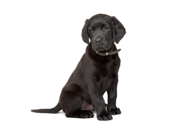 labrador