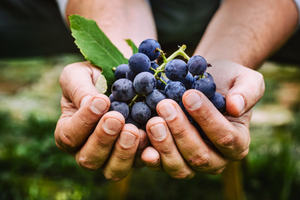 vineyard