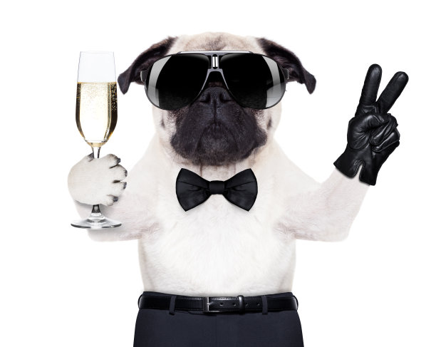 pug