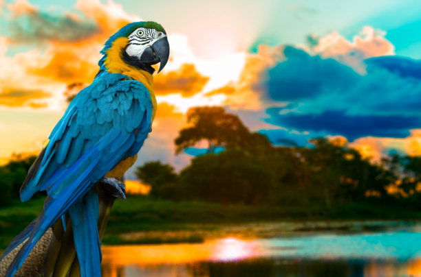 parrots