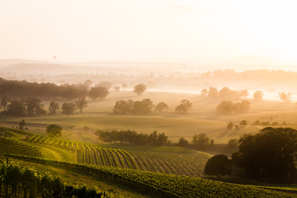 vineyard