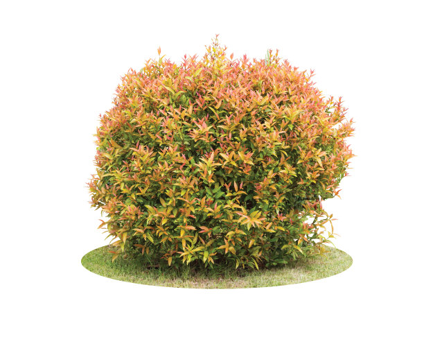 shrub