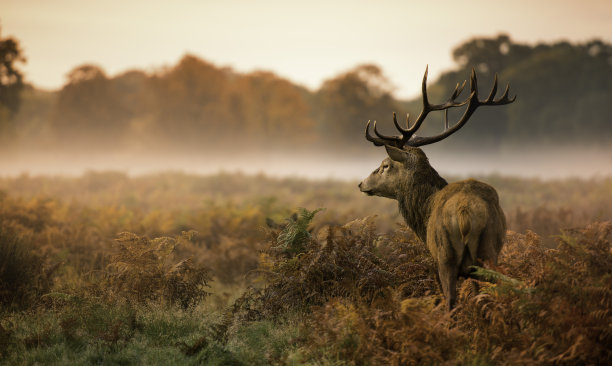 wildlife
