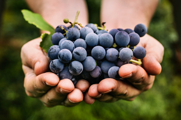 vineyard