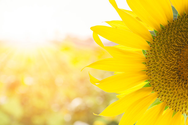 sunshine