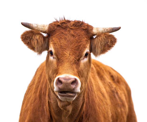 cattle