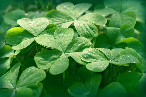 shamrock