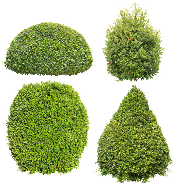 shrub