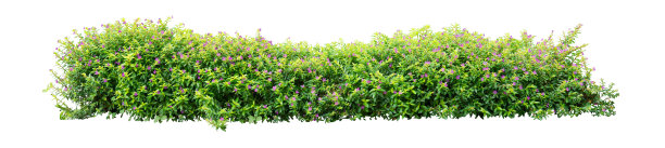 shrub