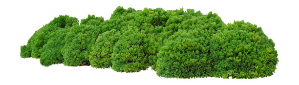 shrub