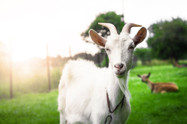 goat
