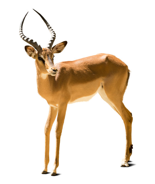 antelope